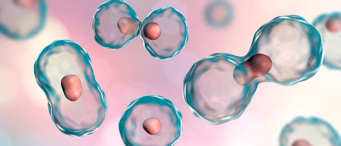 Breast Cancer Detection